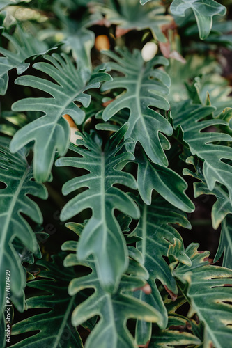 Nature poster. Tropic plant with big leaves