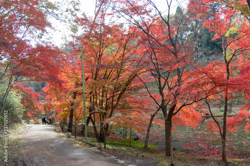 Autumn leaves of Chiba city  Chiba prefecture  Japan   Izumi Nature Park in Chiba City  Chiba prefecture  Japan