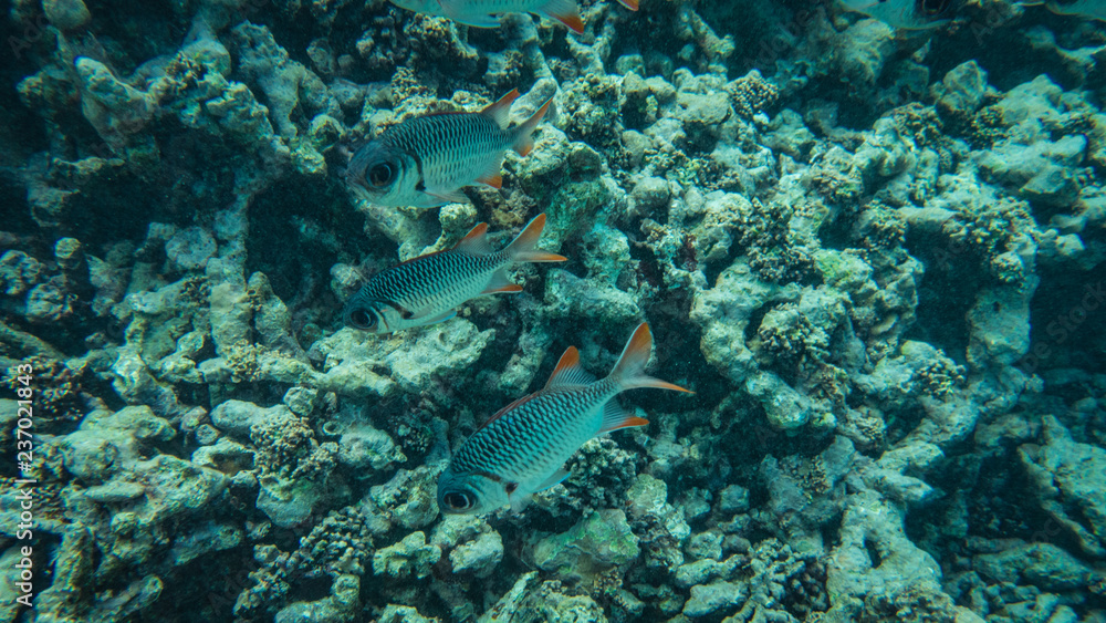 Fototapeta premium Soldatenfisch