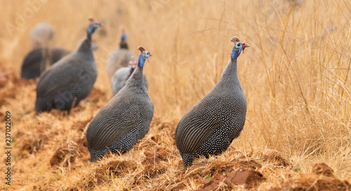 Flock of Helmeted Guinea Fowl walking along a road in late afternoon sun