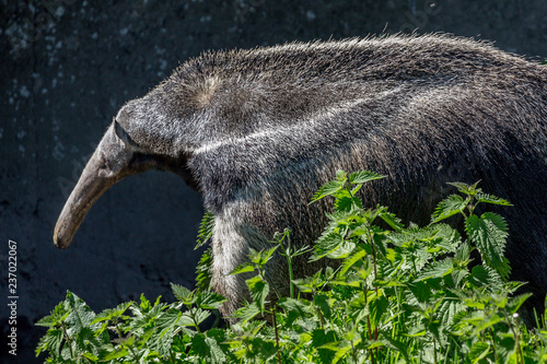 anteater photo