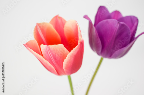 red and purple tulips still life - white background