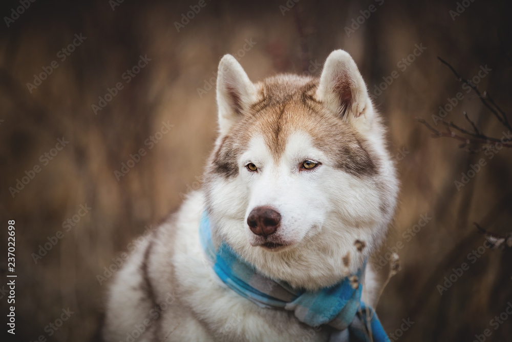 Portrait of beautiful and prideful dog breed siberian husky sitting in the blue checkered scarf in the field Portrait of beautiful and prideful dog breed siberian husky sitting in the blue checkered scarf in the field