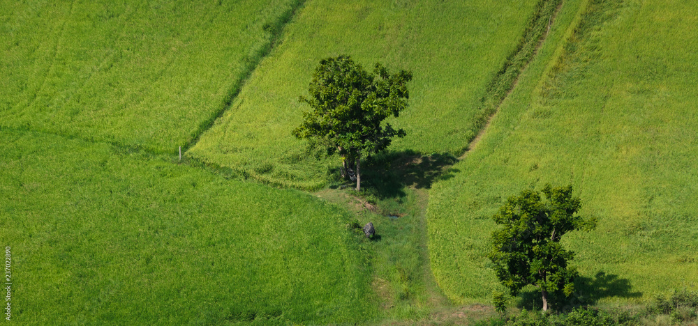 rice in field