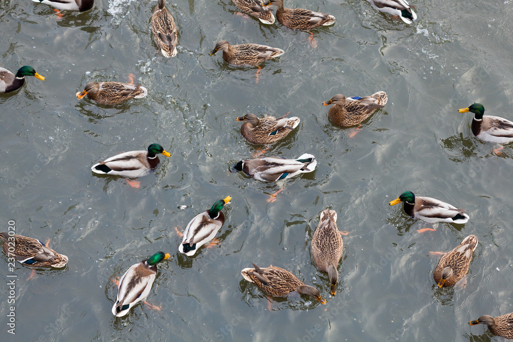 Fototapeta premium Ducks on the river