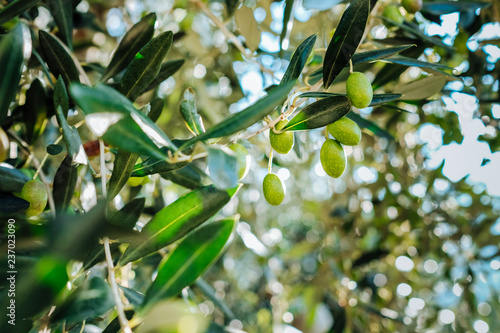 Mediterranean olive tree branches with ripe olives