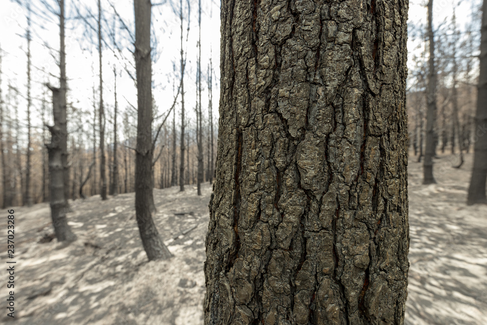 Obraz premium tree trunk burnt