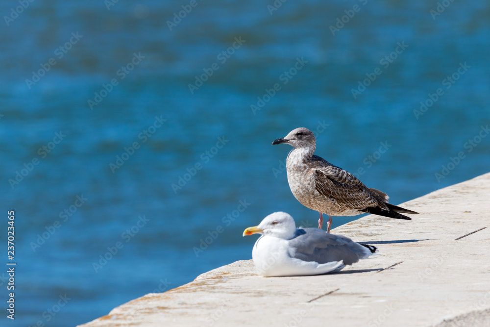 Two seagulls standing on stone. In the background sea. Two seagulls standing on stone. In the background sea.