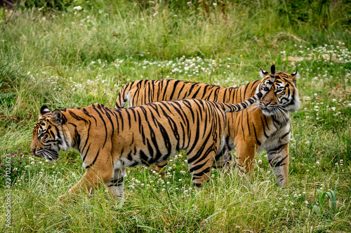 sumatran tiger