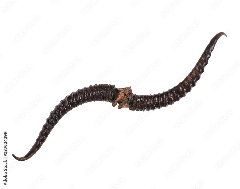 saiga horn,wild animal horn on white isolated background saiga horn,wild animal horn on white isolated background