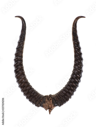 saiga horn,wild animal horn on white isolated background