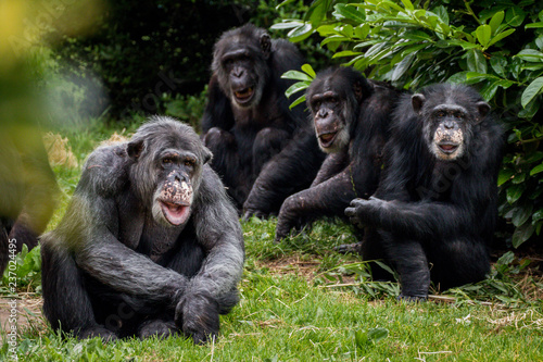 4 chimpanzees Fototapet