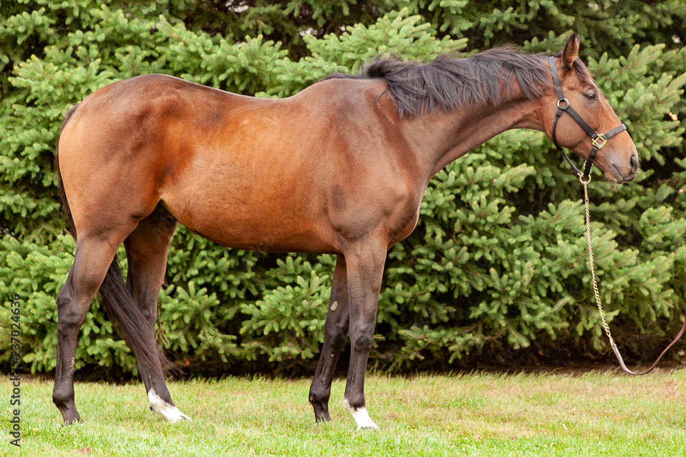 Ταπετσαρία A conformation photo of a bay Thoroughbred and a slack lead line.