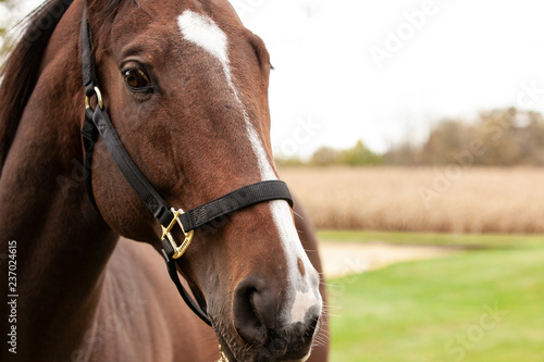 Close up of a horse with a white blaze and a nylon halter with fields behind.