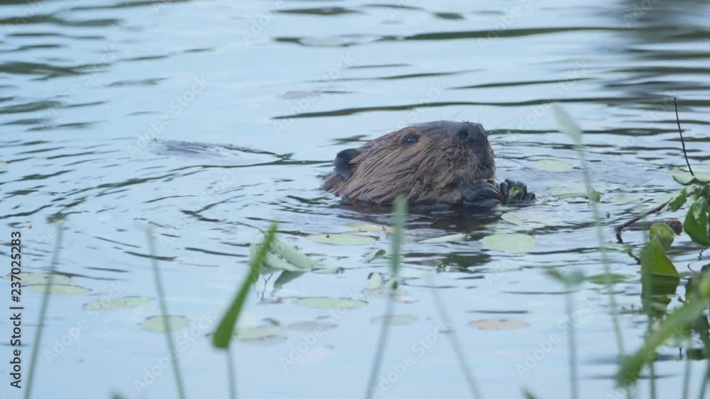 Beaver in the water eating water lilies. Haliburton, Ontario, Canada. Beaver in the water eating water lilies. Haliburton, Ontario, Canada.