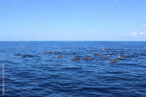 Wallpaper Mural Dauphins en liberté dans les caraïbes Torontodigital.ca