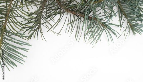  white festive background  with green branches and Christmas decorations