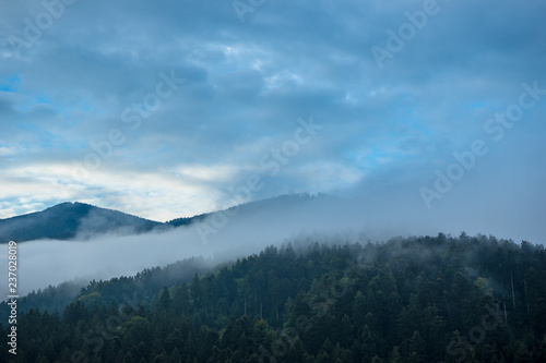 Germany, Early morning blue hour in untouched black forest nature landscape covered by fog