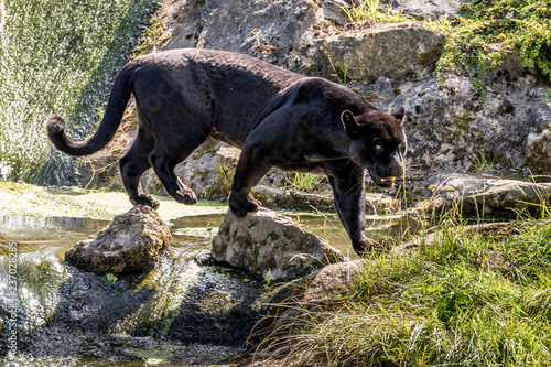 black jaguar © Peter Robinson