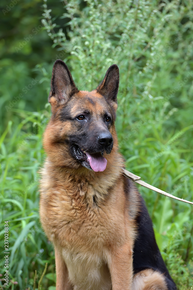 Portrait of german shepherd dog Portrait of german shepherd dog