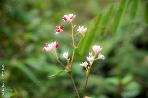 Wild white grass flower in tropical forest © Kumod