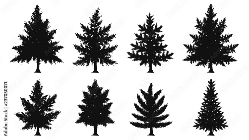 custom made wallpaper toronto digitalSet of pine leaf silhouette on white background.Black leaf vector by hand drawing