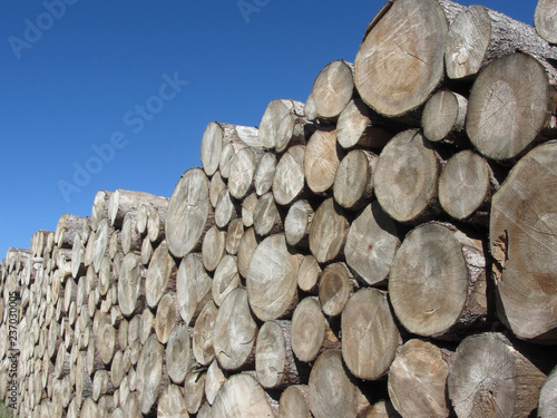 Woodpile of round logs against the blue sky . Firewood pile stacked . Chopped wood trunks