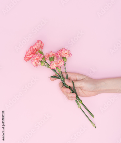 female hand hold carnation