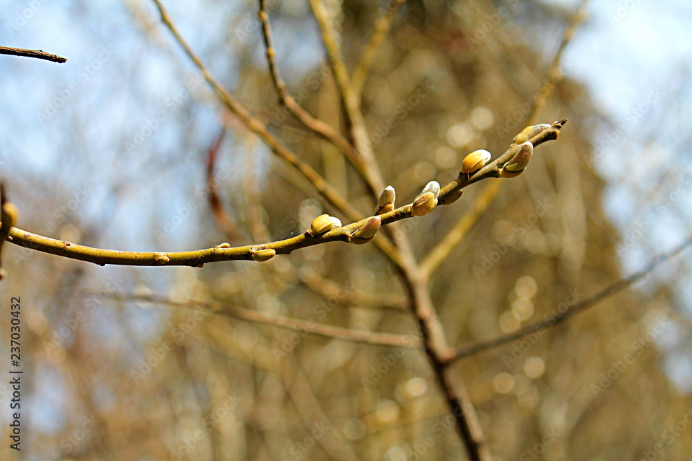 flower buds on a background of blue sky flower buds on a background of blue sky