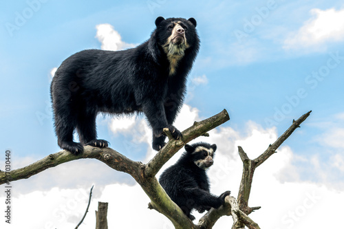 andean bear on tree photo