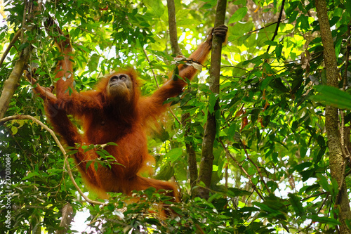 Funny orangutan hanging