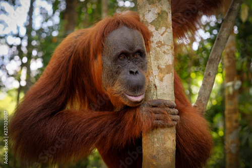 Orangutan posing