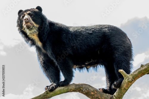 Canvas Print andean bear