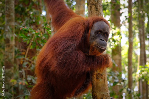 Orangutan posing