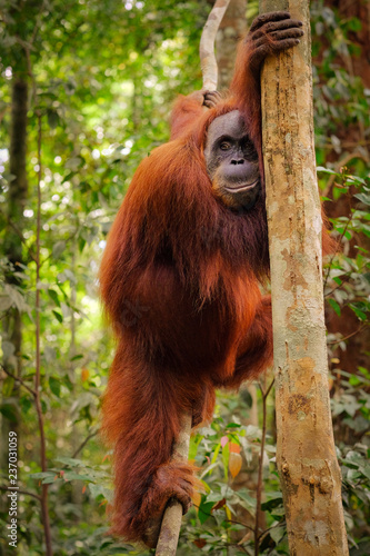 Orangutan smiling