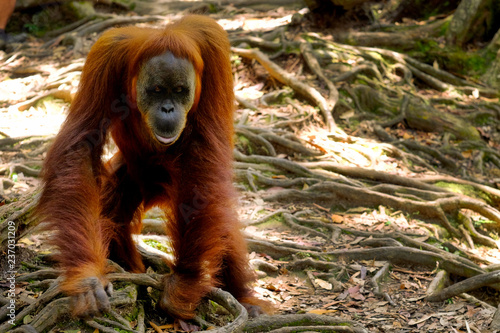 Orangutan on the soil