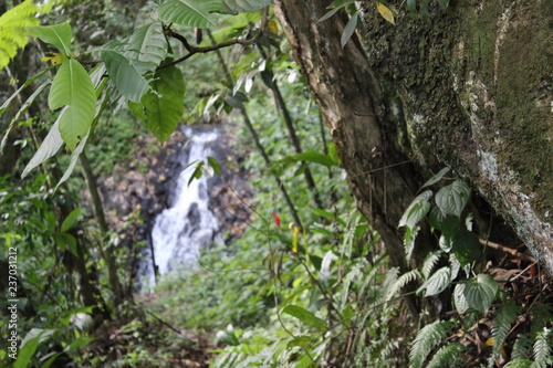 foret au climat tropical ou amazonien photo