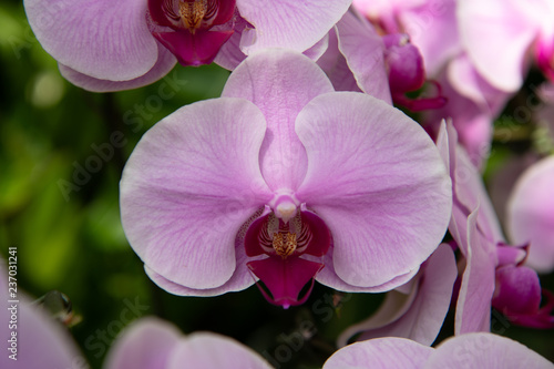 薄紫の蘭