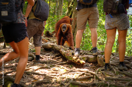 Orangutans and tourists