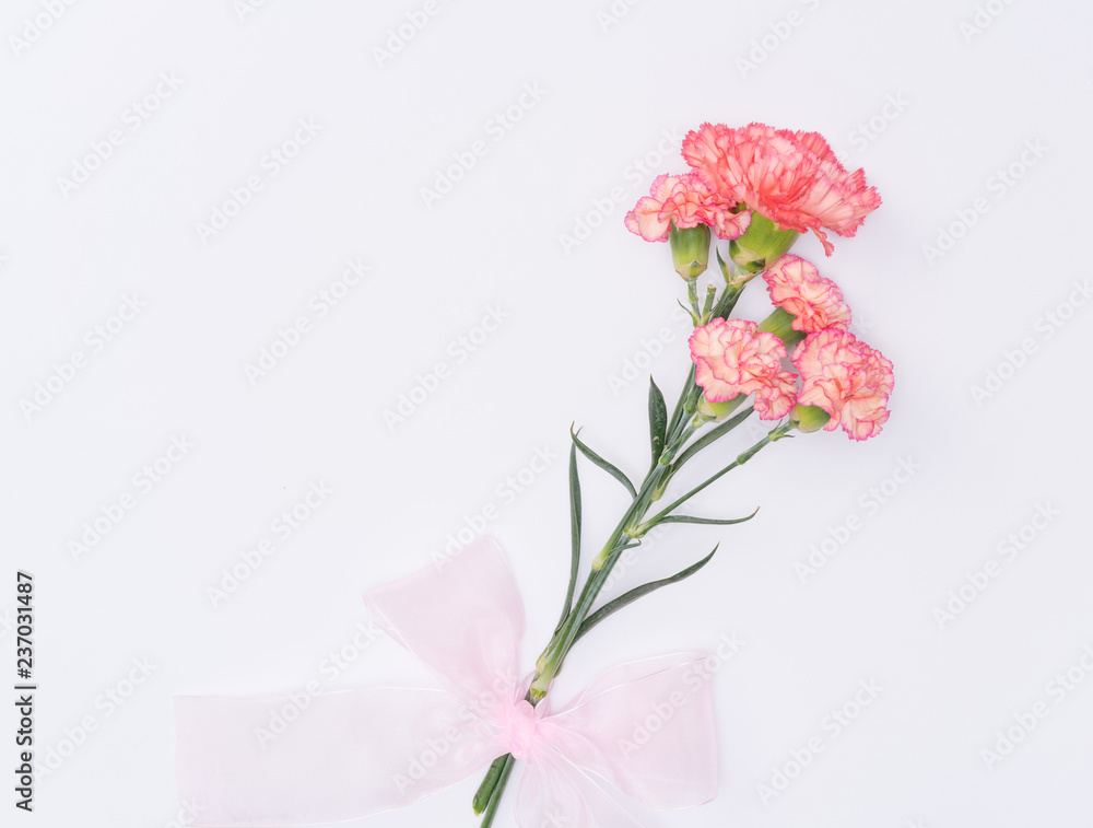 beautiful carnation flower beautiful carnation flower