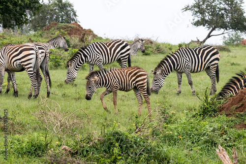 A zebra herd feeding on the grass