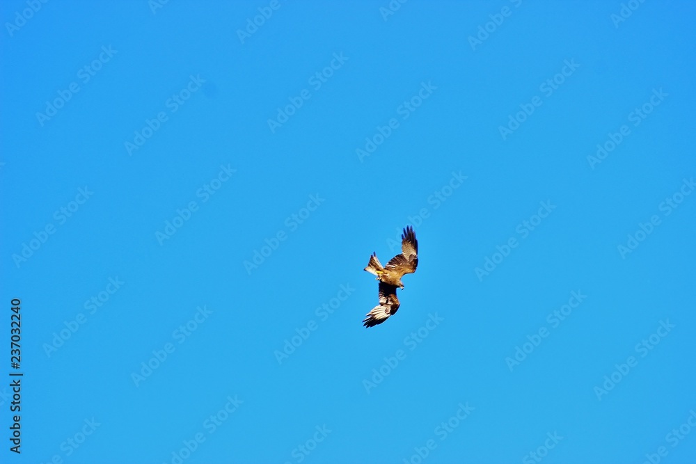 Vol d'un rapace en plein ciel en train de chasser Vol d'un rapace en plein ciel en train de chasser