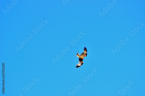 Vol d'un rapace en plein ciel en train de chasser