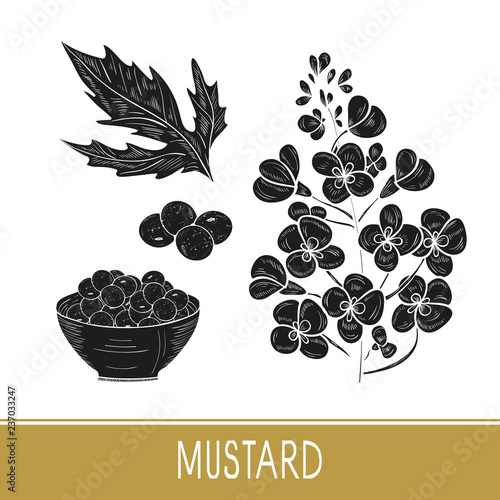 Mustard. Plant. Flowers, leaves, seed, bowl. Set. Black silhouette on white background.