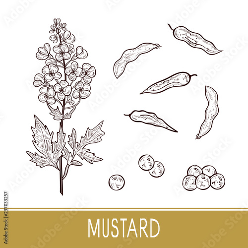 Mustard. Plant. Flowers, leaves, pod, seed. Sketch. Set.