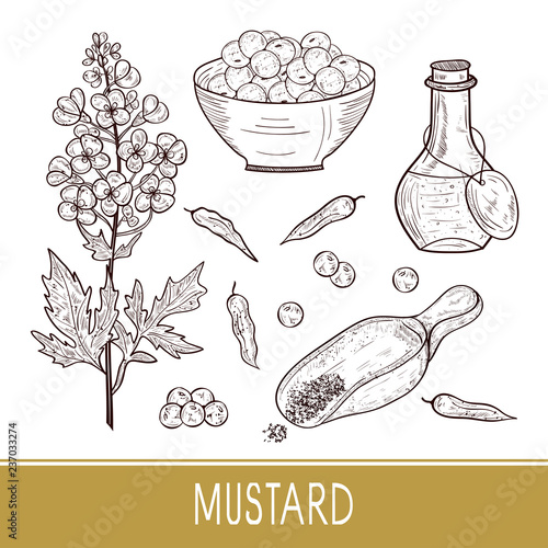 Mustard. Plant. Flowers, leaves, pod, seed. Bottle with oil, a bowl. Sketch. Set.