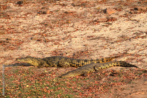 Krokodile beim Sonnenbad im Chobe Nationalpark photo