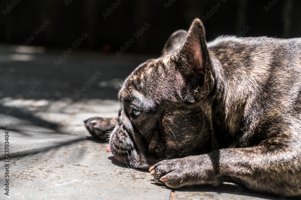 Lazy french bulldog
