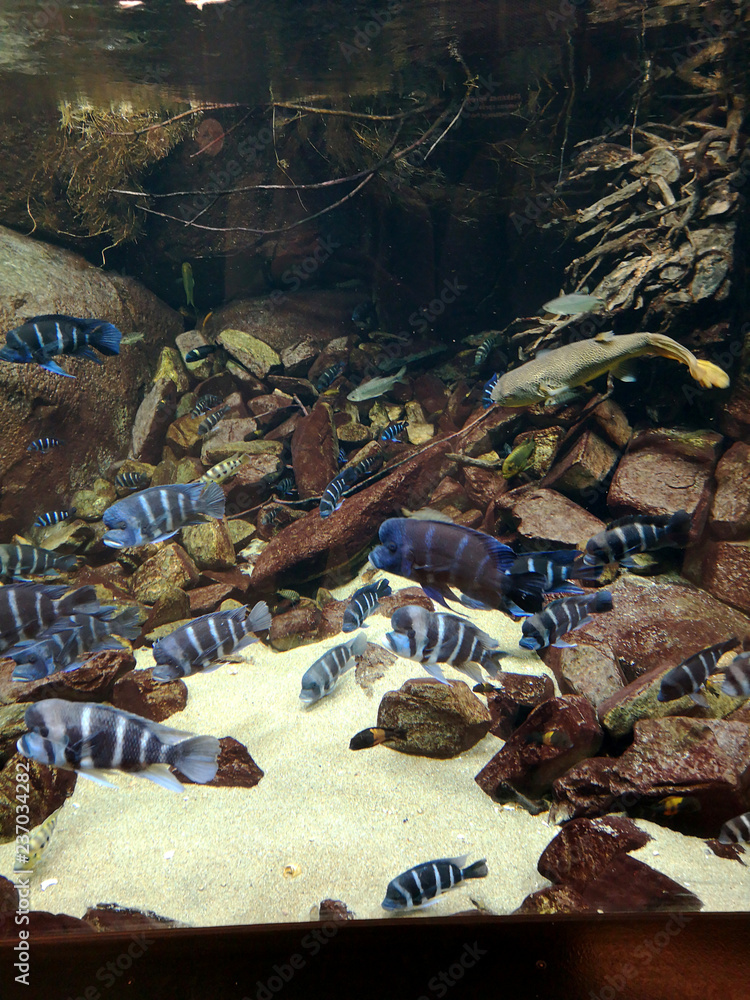 Many fish and starfish and sea creatures under water near the seabed with sand and stones in brown and yellow colors seascapes, marine life Many fish and starfish and sea creatures under water near the seabed with sand and stones in brown and yellow colors seascapes, marine life