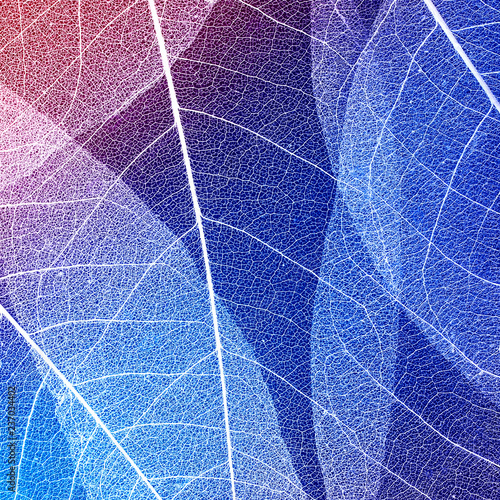 beautiful natural background of skeletons of leaves on transparent in violet ...